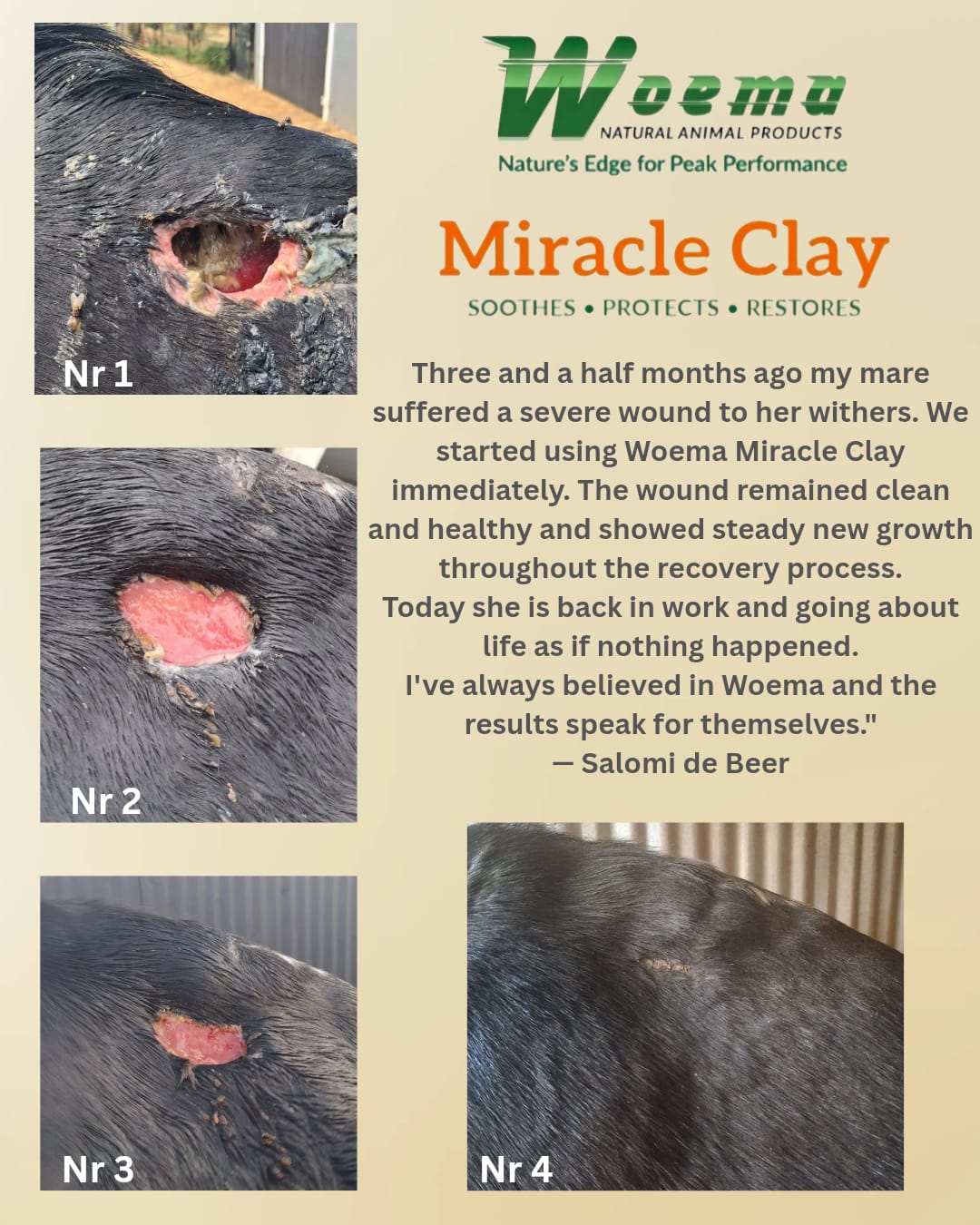 Customer review by Salomi de Beer: four photos of her mare's severe withers wound healing over three and a half months with WOEMA Miracle Clay, until she was back in work